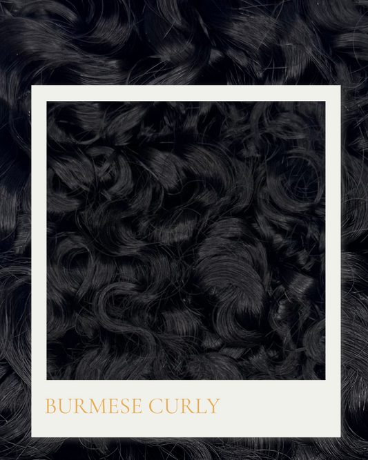 Burmese Curly Pre-Order Deal